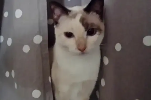 Chaton bleu perdu près d'Ibos - photo