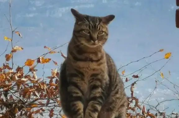 Chat perdu, Chantenay-Saint-Imbert, photo: Chat gris tigré tatoué perdu