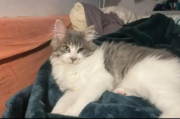 Chat perdu, Sées, photo: Chaton blanc/gris perdu à Sées