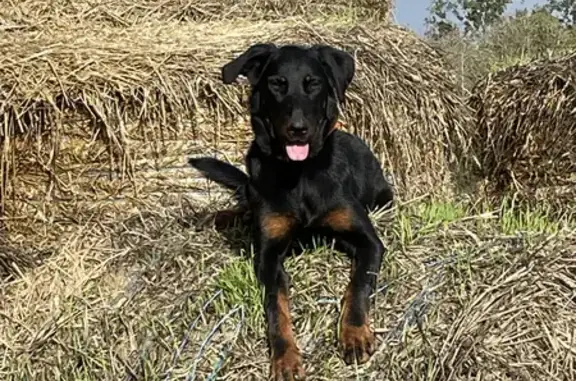 Animaux perdus Nouvelle-Aquitaine, photo: Beauceron perdu à Champdeniers