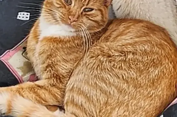 Lost Ginger Cat in Hemerdon - Help Find Him!