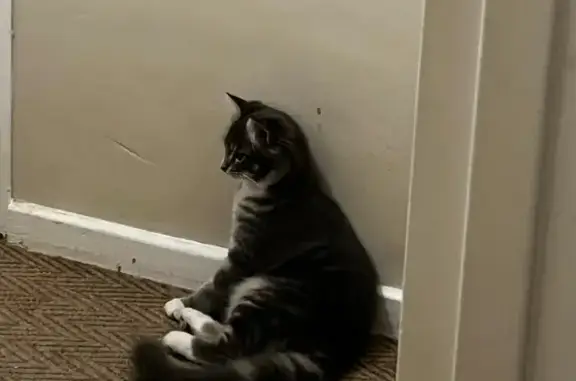 Lost Cat: Grey Male, White Paws in Strand