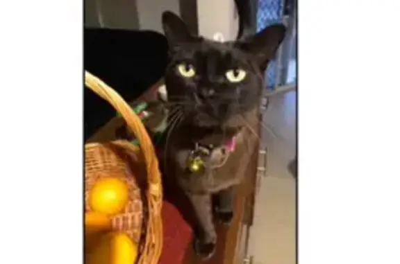 Lost Burmese Cat in Brisbane - Help Find!