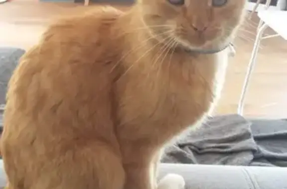 Animaux perdus , photo: Chat roux tigré perdu à Aujargues