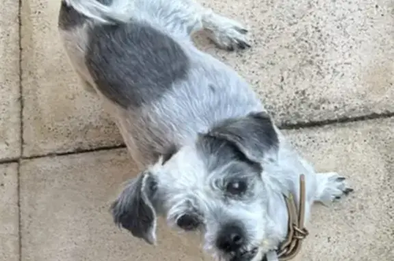 Missing dog , photo: Lost Maltese-Shih Tzu Mix in Tea Tree Gully!