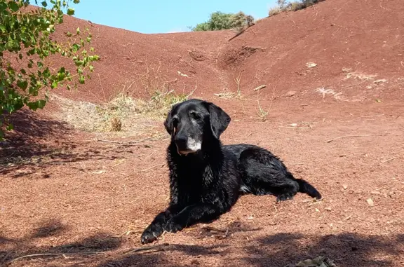 Chien perdu , photo : Chienne noire de 15 ans perdue