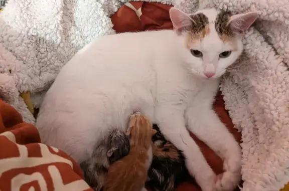 Animaux perdus Saint-Grégoire, photo: Chatte Miss Ty disparue à 1,5 an