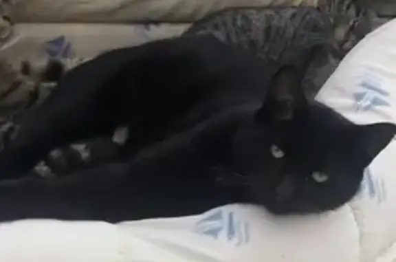 Chat perdu, , photo: Chat noir craintif perdu à Dangers