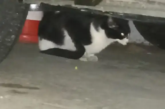 Chat blessé trouvé, rue Clémenceau - photo