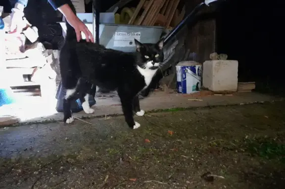 Chat affectueux trouvé à Bretx - photo