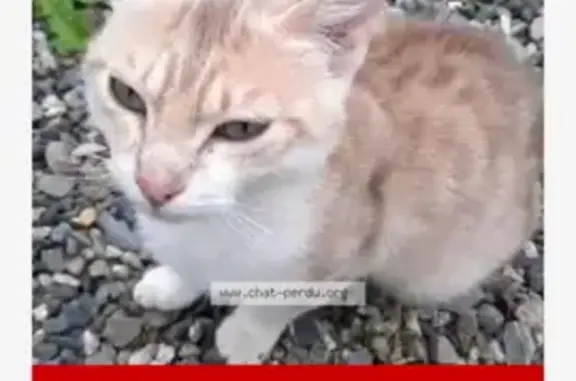 Animaux perdus , photo: Chat perdu après déménagement