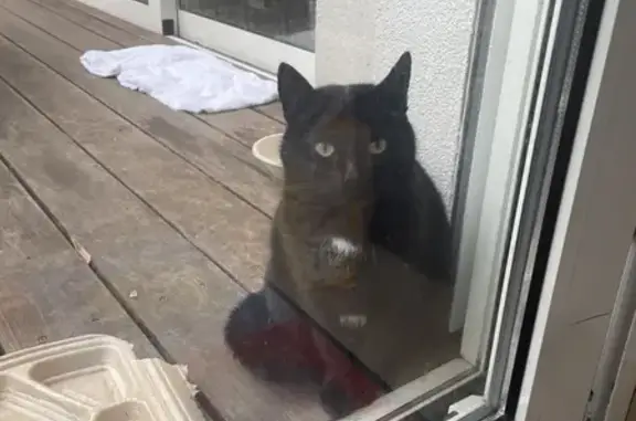 Chat sociable trouvé à Strasbourg - photo