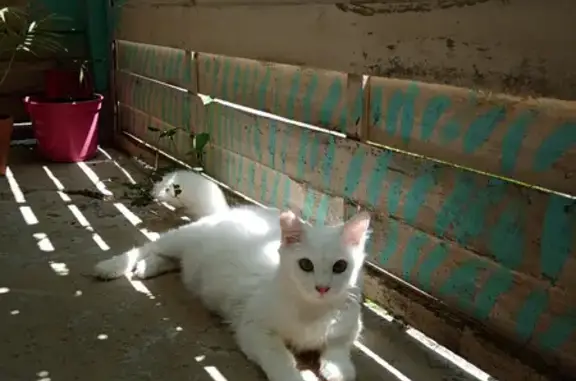 Chat perdu, Paris, photo: Chaton blanc perdu près Notre-Dame