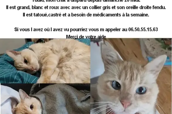 Animaux perdus Nantes, photo: Chat perdu Rue Narcejac, Nantes