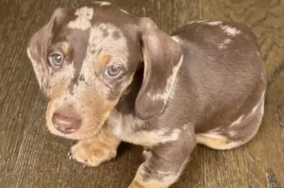 Lost Puppy Alert: Mini Dachshund, 7 Weeks - Call Now!