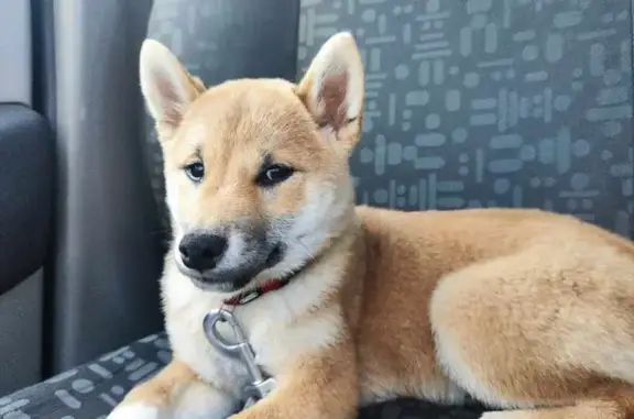 Chien perdu Pau, photo : Shiba Inu roux perdu à Pau