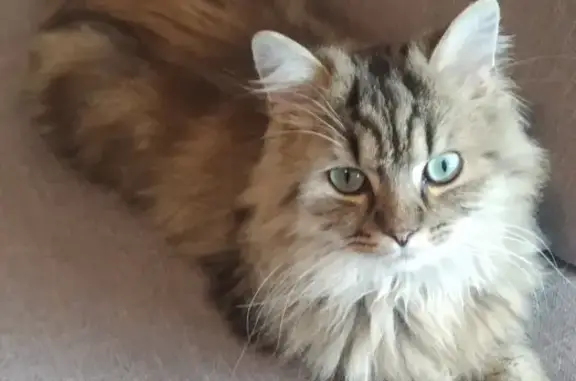 Chat perdu, , photo: Chat sociable perdu - Nancy