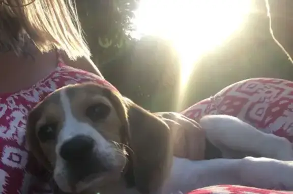 Chien perdu , photo : Maya, Beagle de 5 mois perdue