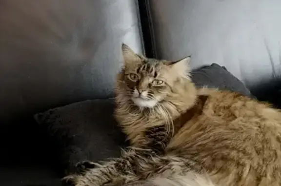 Animaux perdus Tournan-en-Brie, photo: Chatte long poil perdue à Tournan