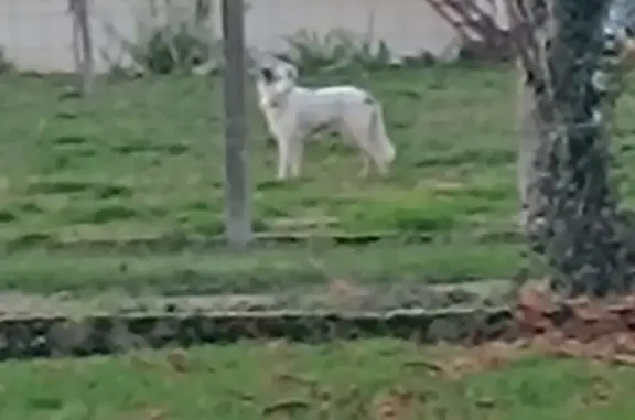 Chien trouvé , photo: Chien égaré à Charrin
