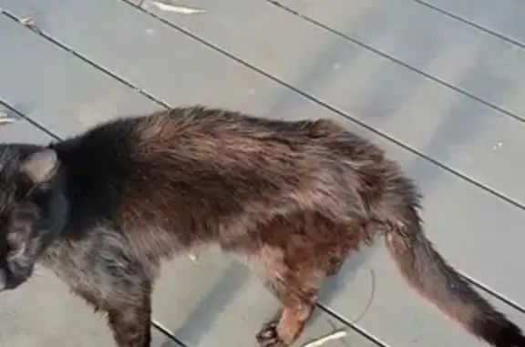 Chat errant jeune non identifié D84B - photo