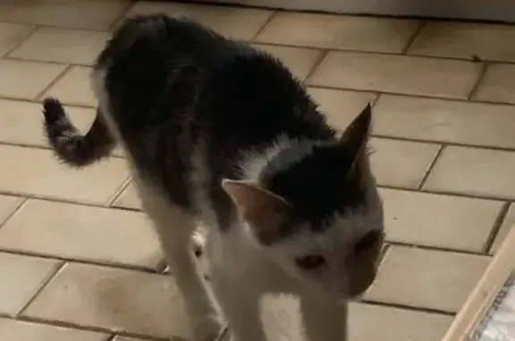 Chat trouvé Nouaillé-Maupertuis, photo: Chat tigré trouvé à Nouaillé