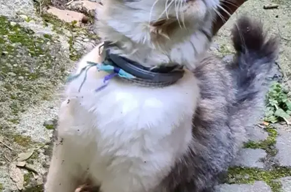 Chat trouvé Riom, photo: Chatte blanche/tigrée trouvée à Riom