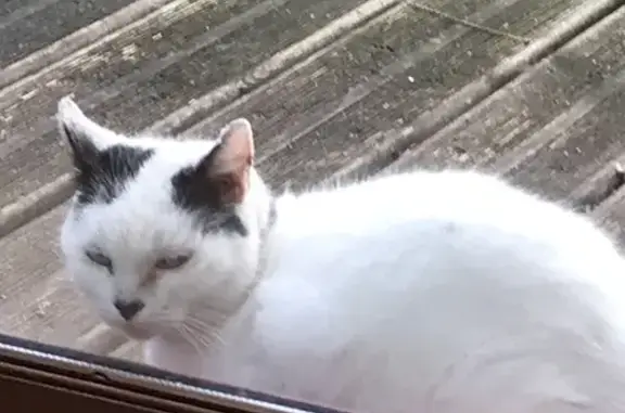 Animaux trouvés Captieux, photo: Chat blanc perdu: collier noir