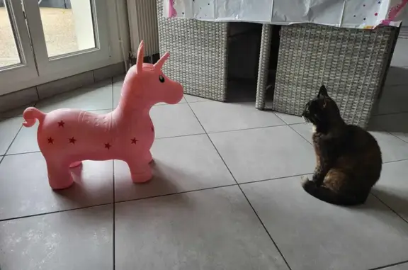 Chat perdu, , photo: Chat Réglisse disparu à Audeux
