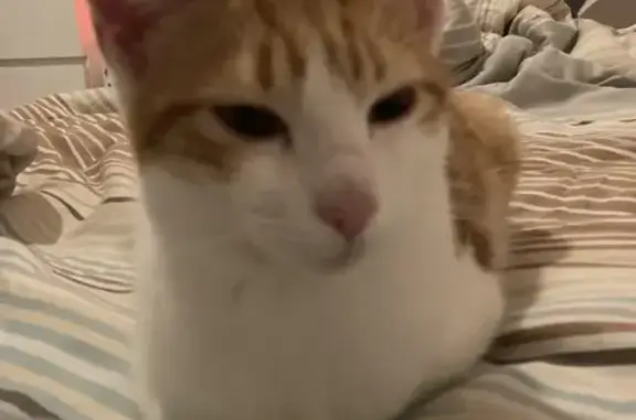 Chatte rousse retrouvée à Corbeil - photo