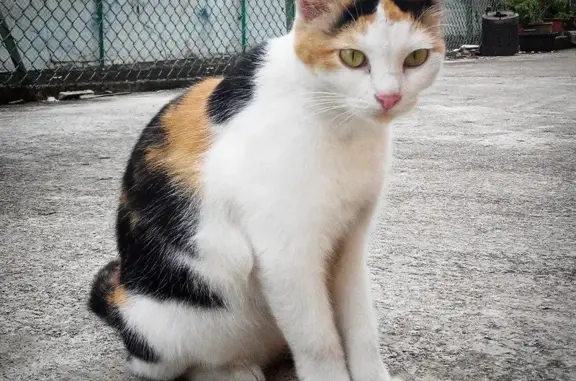 Help Find Namwan: Lost Calico Cat at Tanjong!