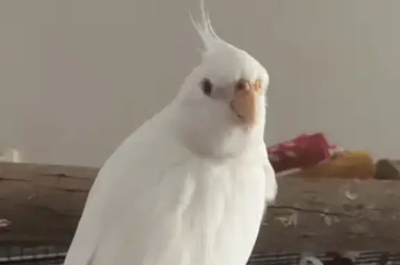 Lost White Cockatiel in Yanchep - Help Find!