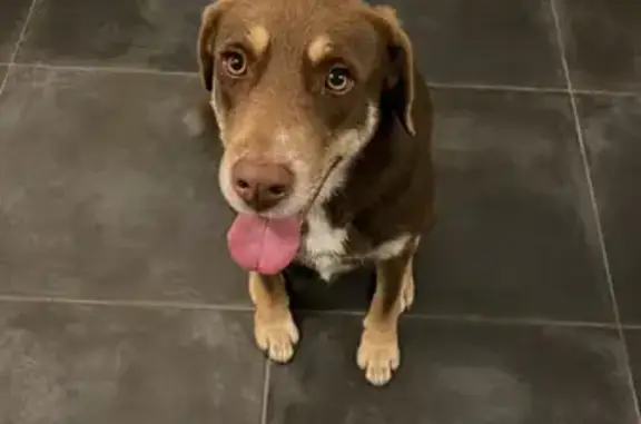 Chien perdu aux Matelles retrouvé - photo