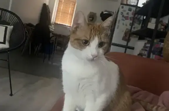Animaux perdus Aubervilliers, photo: Chat Luffy perdu à Aubervilliers