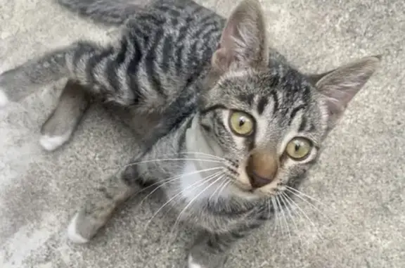 Chat perdu, Briollay, photo: Alerte: Chaton Una disparu