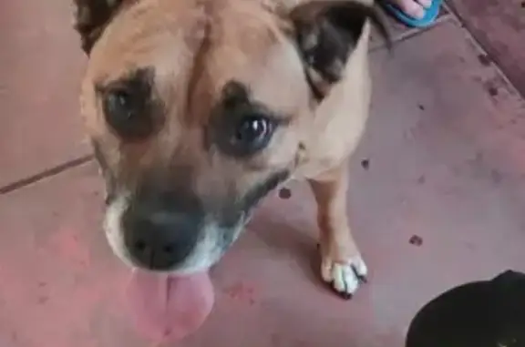 Smart Tan Senior Dog Found in Playford, SA