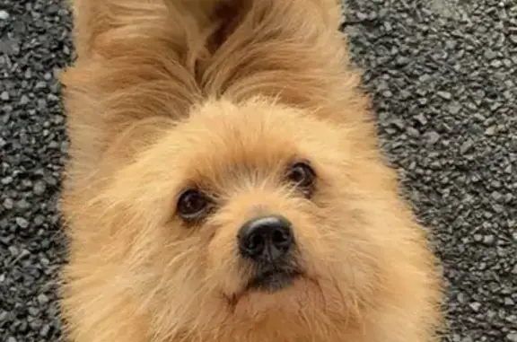 Chien perdu Villars-les-Dombes, photo : Chien Nesquik perdu à Villars