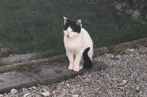 Chat blanc tacheté perdu à Meysse - photo