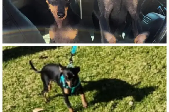 Lost Mini Doberman 