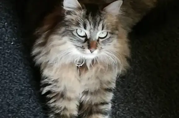 Chat perdu, Argenteuil, photo: Chat tigré disparu à Argenteuil