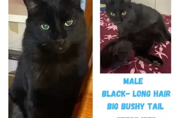 Lost Black Long-Hair Male Cat - Piet Hugo St.