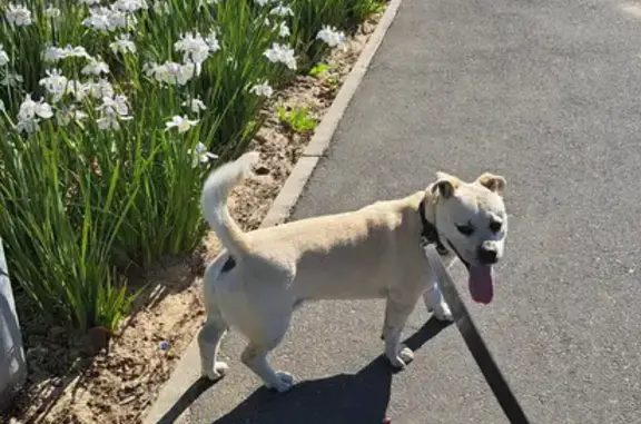 Lost Dog Alert: Golden Staffi-Lab Mix in Kraaifontein