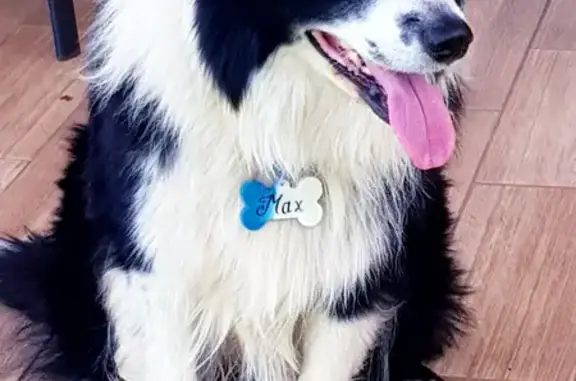 Lost! 9yr Old Long-Haired Border Collie