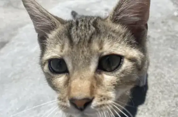 Found: Cuddly Kitten in Fishermans Walk!