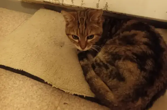 Chat tigré affamé trouvé à Avignon - photo