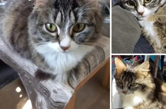 Lost: Petite Grey Cat Zara - Oldham Rd, Parow