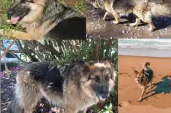 Missing dog , photo: Lost Fluffy Mila in Pink Collar - Ndwedwe