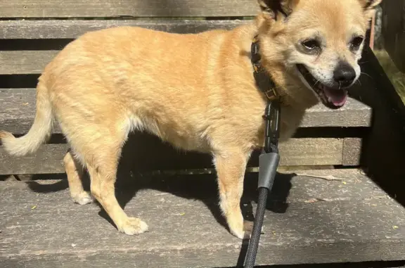 Lost Dog Alert: Jack Russell/Pom Mix - Colebee NSW