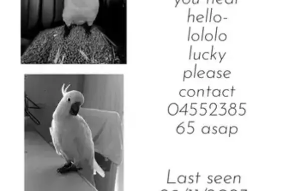 Lost Cockatoo LUCKY in Hume - Help Find Him!