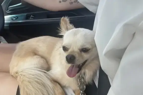 Lost Chihuahua CHESTER in West Melbourne!